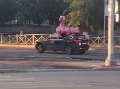 Взбешенный волгоградец заявил о краже гигантского  фламинго в татуировках