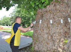 Легендарный тополь на Аллее Героев в Волгограде сильно болен