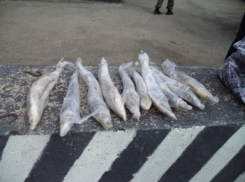 Под Волгоградом в рейсовом автобусе изъято 20 кг стерляди