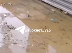 «Роднички-боровички» нашлись в Волгограде – видео