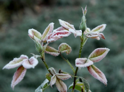 До 9 градусов мороза ожидается в Волгоградской области