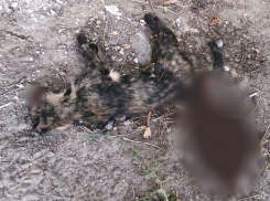 Живодеры выпотрошили маленького котенка в центре Волгограда