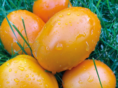 Томаты ЕллоуАвюриF1: потрясающий вкус и необычная форма плодов