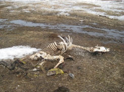 Источник смертельно опасной инфекции попал на видео под Волгоградом