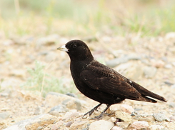 В Волгоградской области исчезает черный жаворонок