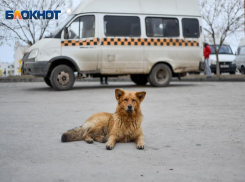 Из-за невнимательного водителя иномарки пострадала 18-летняя пассажирка маршрутки в Волгограде