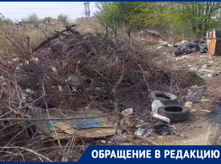 «Ждут, когда подожгут»: гора веток появилась у водоема в Волгограде