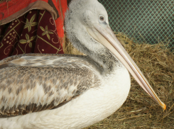 Залипательное видео с пеликаном-проглотом показала волонтер из Волгограда