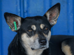 В Волгограде ищут дом спасенной от массового отстрела собаке с криминальным прошлым