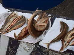 Под Волгоградом задержан москвич, провозивший 45 кг стерляди