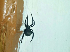 Смертельно ядовитый паук каракурт атакует квартиры волгоградцев