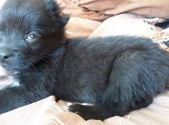 Изуродованный живодерами щенок под Волгоградом обрел любящую семью