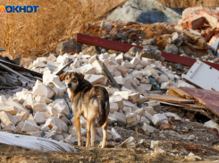 Клоуны собачьи, злозащитники и вкус человеческой крови: волгоградцев рассорила эвтаназии бездомных животных