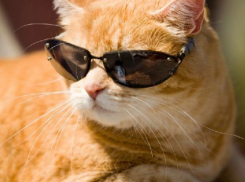 Выходные в Волгоградской области начнутся с летней жары +34ºС