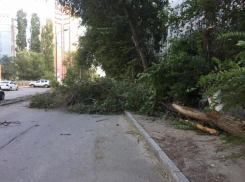 Дерево упало на автомобиль в Волгограде из-за сильного ветра