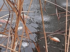 В волгоградском пруду популярного парка вымерла вся рыба