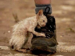 Волжанка умоляет мэрию не уничтожать бездомных животных