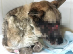 Вместо мордочки – месиво: в Волгограде спасают собаку после выстрела в упор