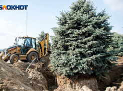 Варварское уничтожение елочек на центральной набережной Волгограда попало в объектив фотографа