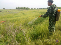 Испарения от сожженной конопли поплыли по Волгоградской области