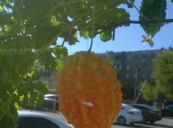 В Волжском посреди города выросли экзотические индийские огурцы