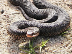 В Волгограде гадюки покусали 10 человек