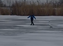 Спасательную операцию ради лебедя показали на видео под Волгоградом 