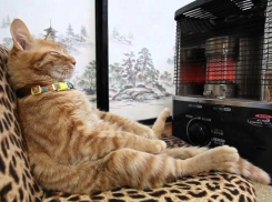 До 0ºС похолодает в Волгоградской области