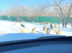 Волгоградцы добрались до генпрокурора Гуцана в скандальной борьбе с владелицей приюта