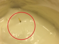 Девушка купила сметану с глистами в магазине Волгограда