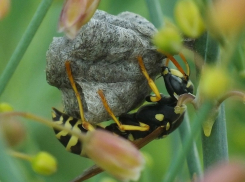 Обожающие варенье осы живут в Волгоградской области