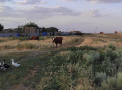 Пенсионер умер после падения с сарая в Волгоградской области