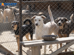 «С добрыми ручками в Волгограде все хуже»: волонтер потратила президентский грант на собак