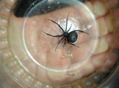 В Волгограде смертельно опасный паук-каракурт заполз в жилой дом