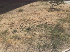 Горожане не могут пройти через двор из-за обилия собачьих фекалий на западе Волгограда