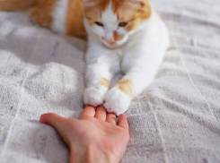 Редкие ветеринарные препараты волгоградцы смогут найти в «Планете животных» 