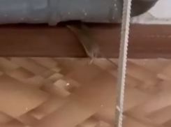 Гигантских крыс заметили в детской поликлинике Волгограда 