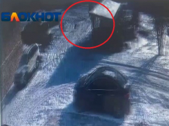 Кинулись на женщину со спины: собачья стая держит в страхе МКД в Волгограде