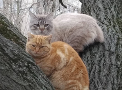 Волгоградцам на самоизоляции напомнили про голодных бездомных кошек и собак