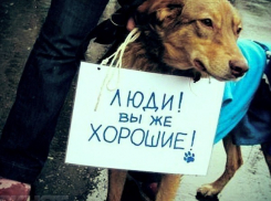  В Волгограде пройдет митинг против живодеров 