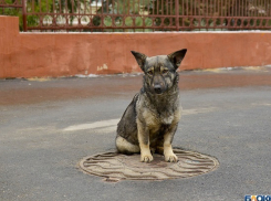 Сто бездомных собак взяли к себе домой волгоградцы