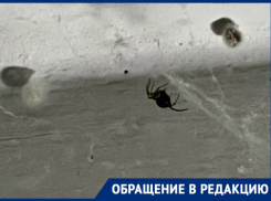 «Все в паутине, они постоянно плодятся»: похожие на каракуртов пауки закошмарили беременную волгоградку