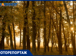 Октябрьское утро в хуторе Бобры: заливные луга и туманы в объективе фотографа