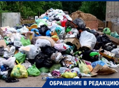 «Крысы как лошади»: замусоренный Волгоград превратился в рай для паразитов