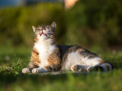 Выходные порадуют волгоградцев 30-градусной жарой