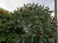 Из-за изумрудной златки на острове Сарпинский в Волгограде объявили карантин