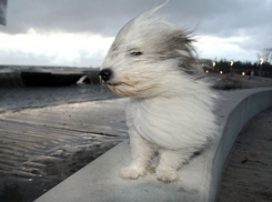 МЧС предупреждает о грозах и порывах ветра до 20 м/с в Волгограде