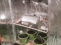 Экономист из Волгограда выращивал коноплю в шкафу