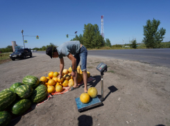 Секрет выбора спелого и сочного арбуза раскрыли в Волгограде