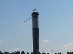 В Волгоградской области обнаружили гнездо краснокнижного филина